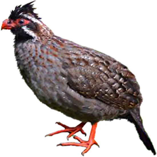 Long-tailed wood partridge Quail